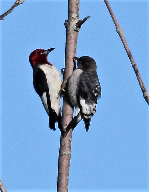 Red-headed Woodpecker - ML621186518