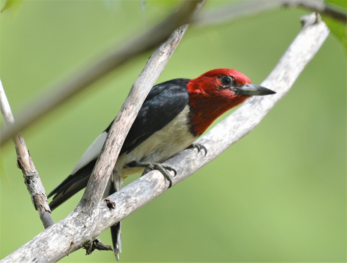 Red-headed Woodpecker - ML621186519