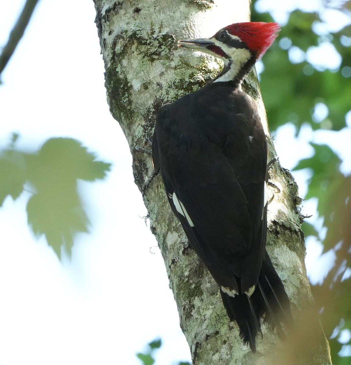 Pileated Woodpecker - ML621186520