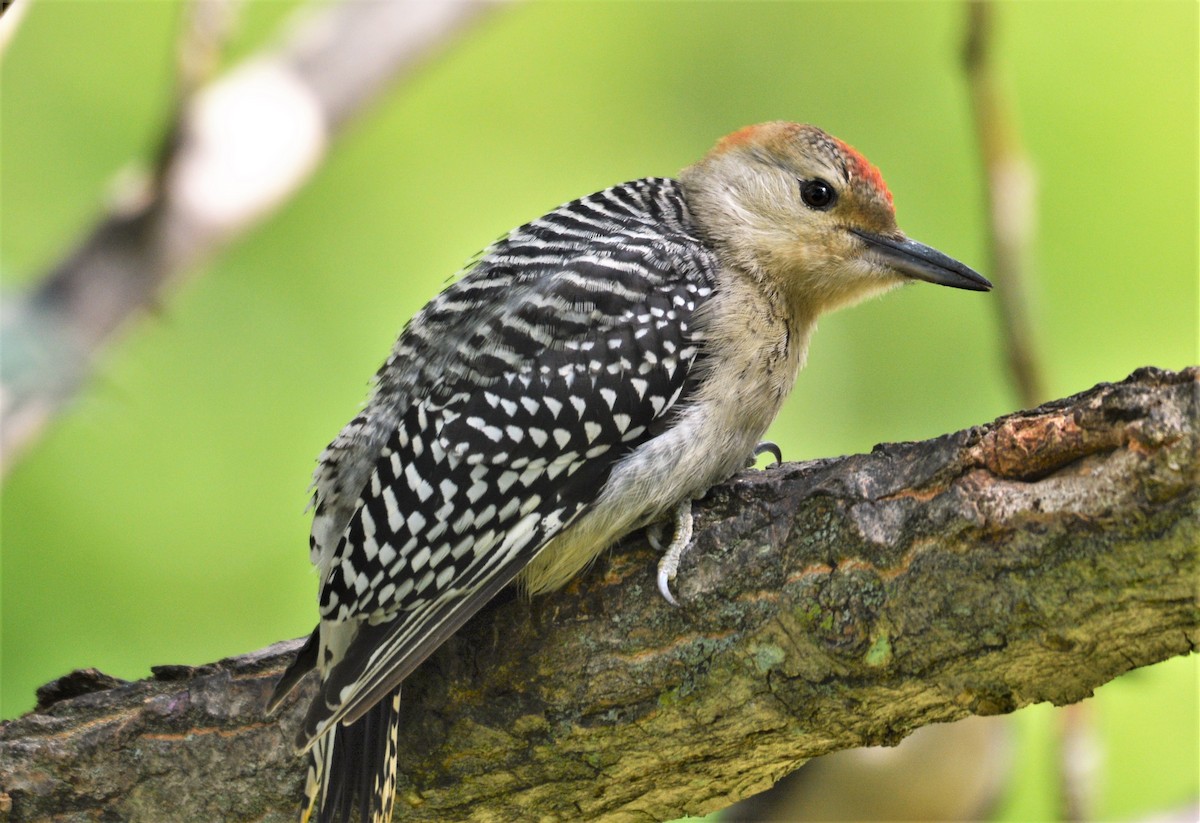 Red-bellied Woodpecker - ML621186531