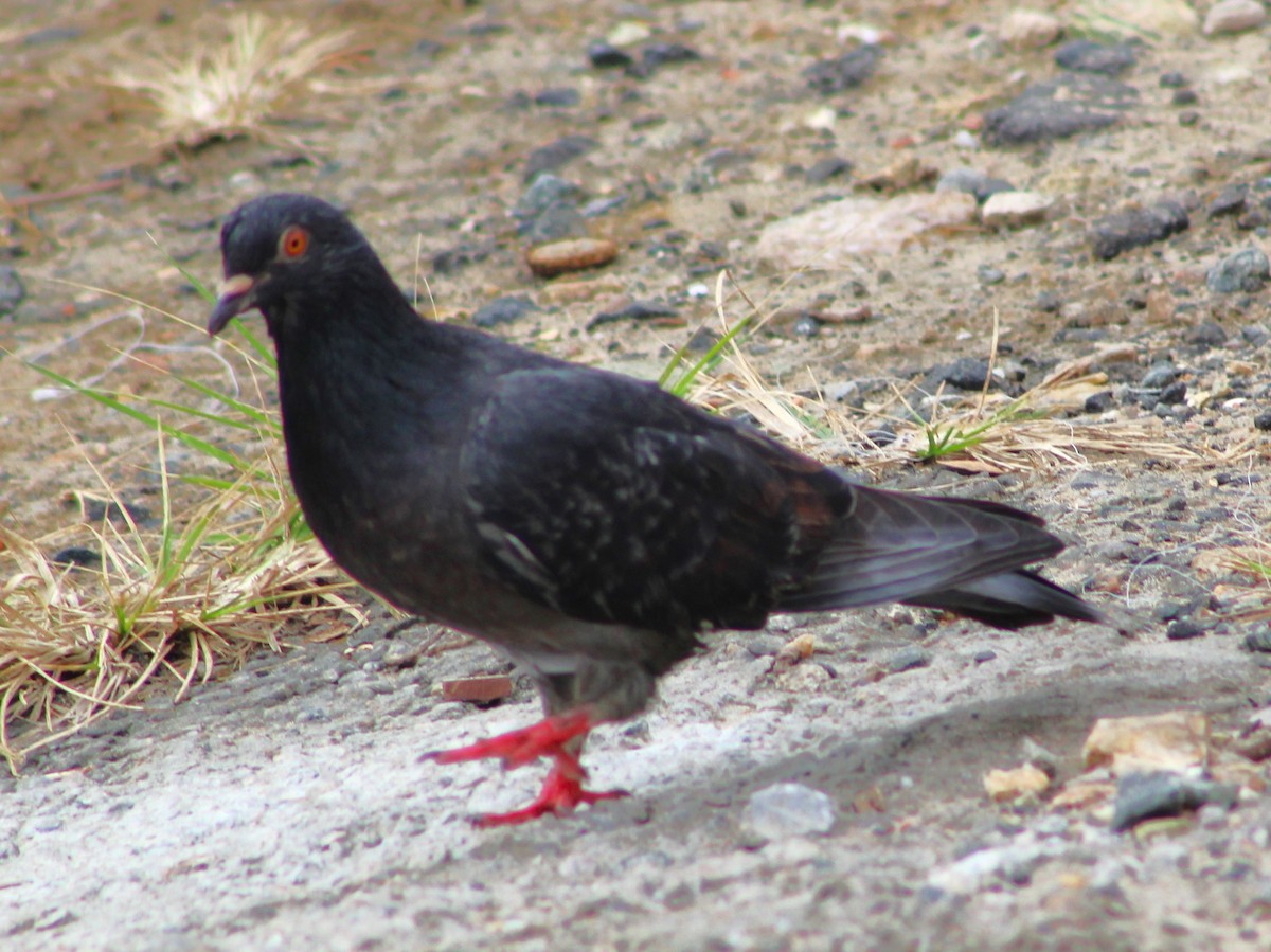 Rock Pigeon (Feral Pigeon) - ML621186541