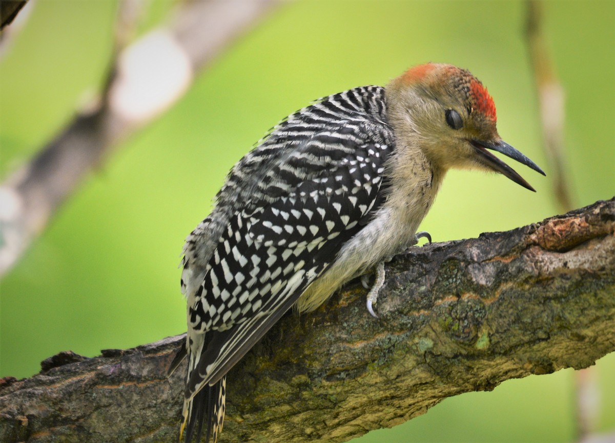 Red-bellied Woodpecker - ML621186542