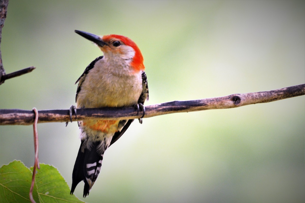 Red-bellied Woodpecker - ML621186547