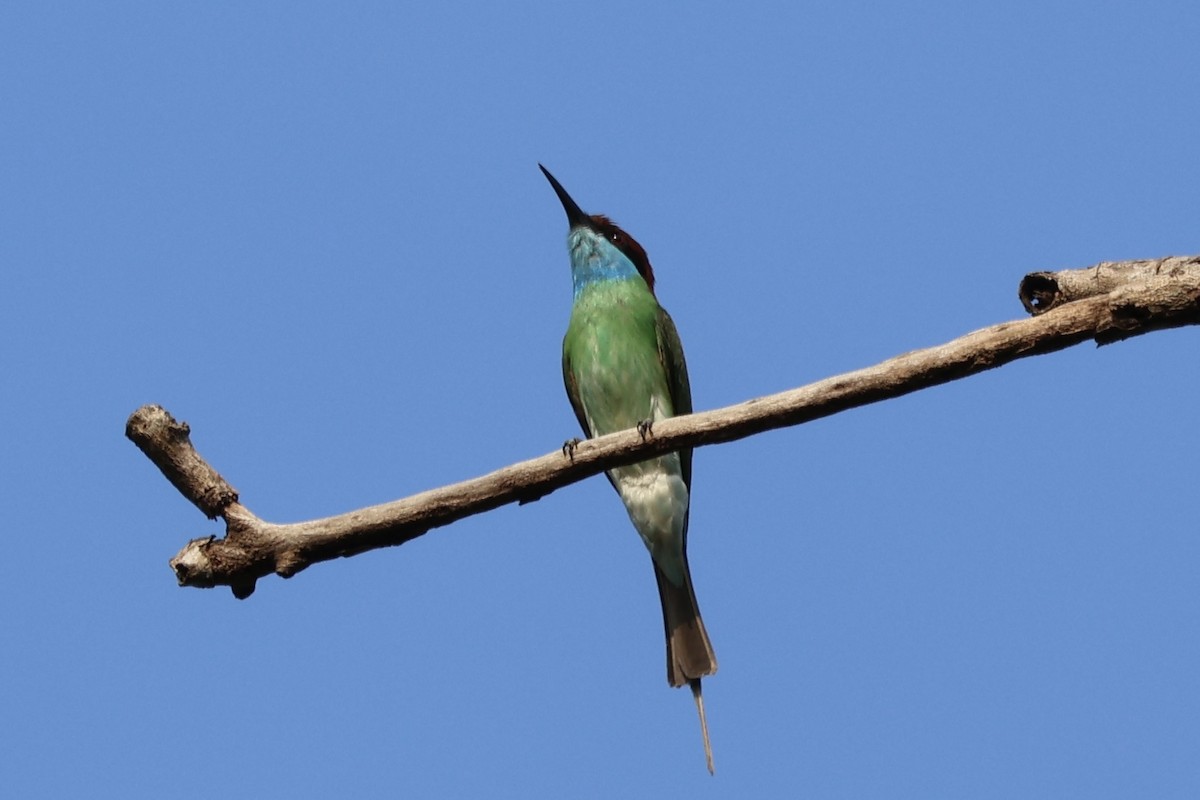 Blue-throated Bee-eater - ML621186549
