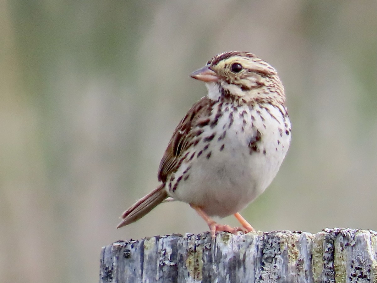 Savannah Sparrow - ML621186551