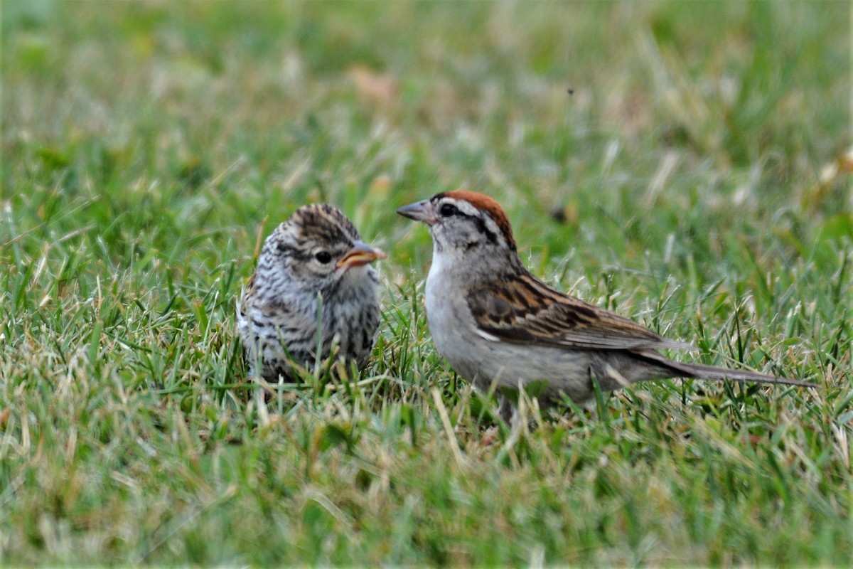 Chipping Sparrow - ML621186570