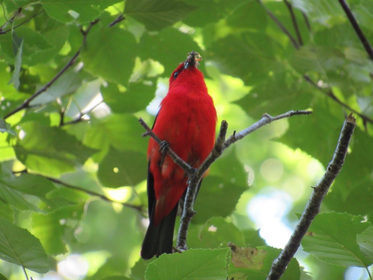 Scarlet Tanager - ML621186583