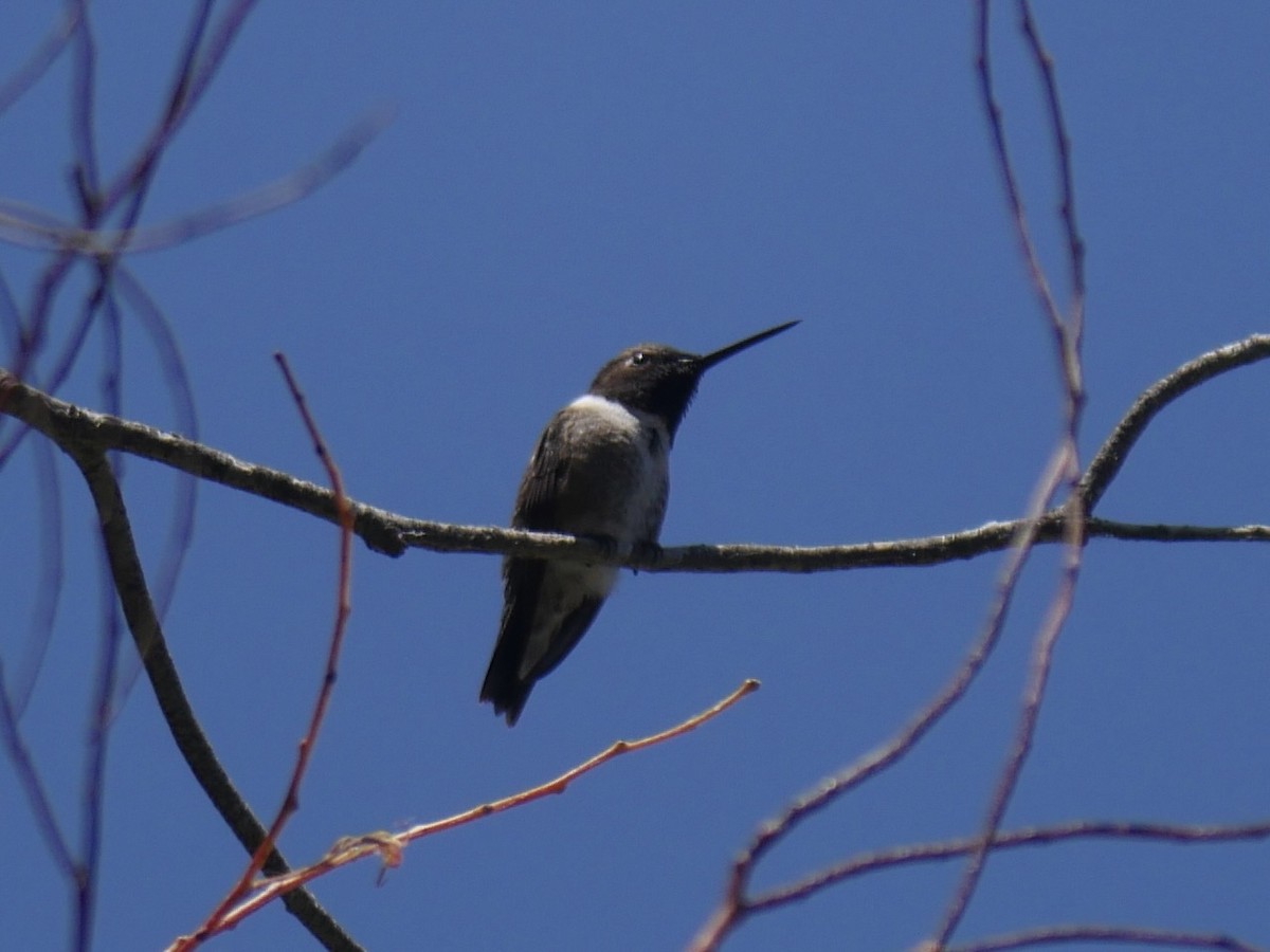 Black-chinned Hummingbird - ML621186587