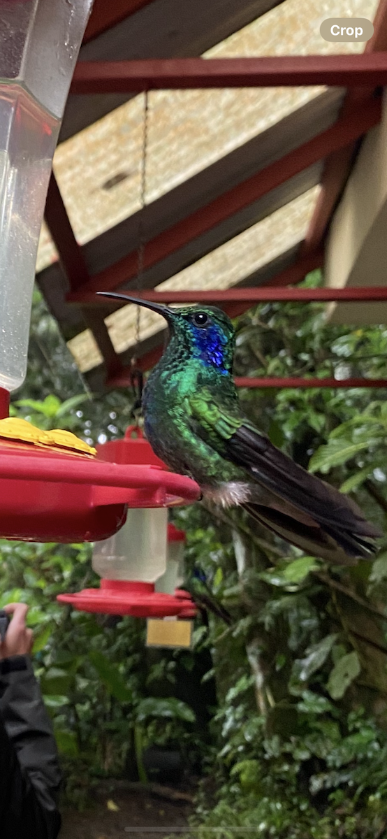 kolibřík modrouchý - ML621186589