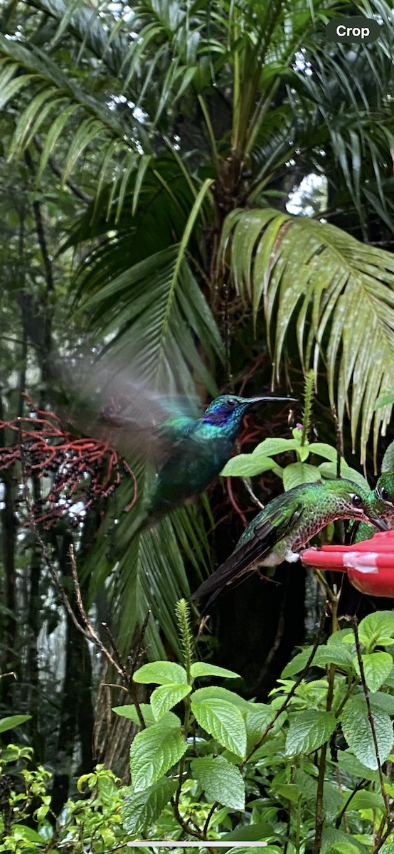 kolibřík modrouchý - ML621186590