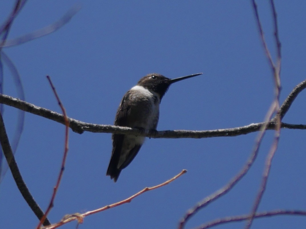 Black-chinned Hummingbird - ML621186599