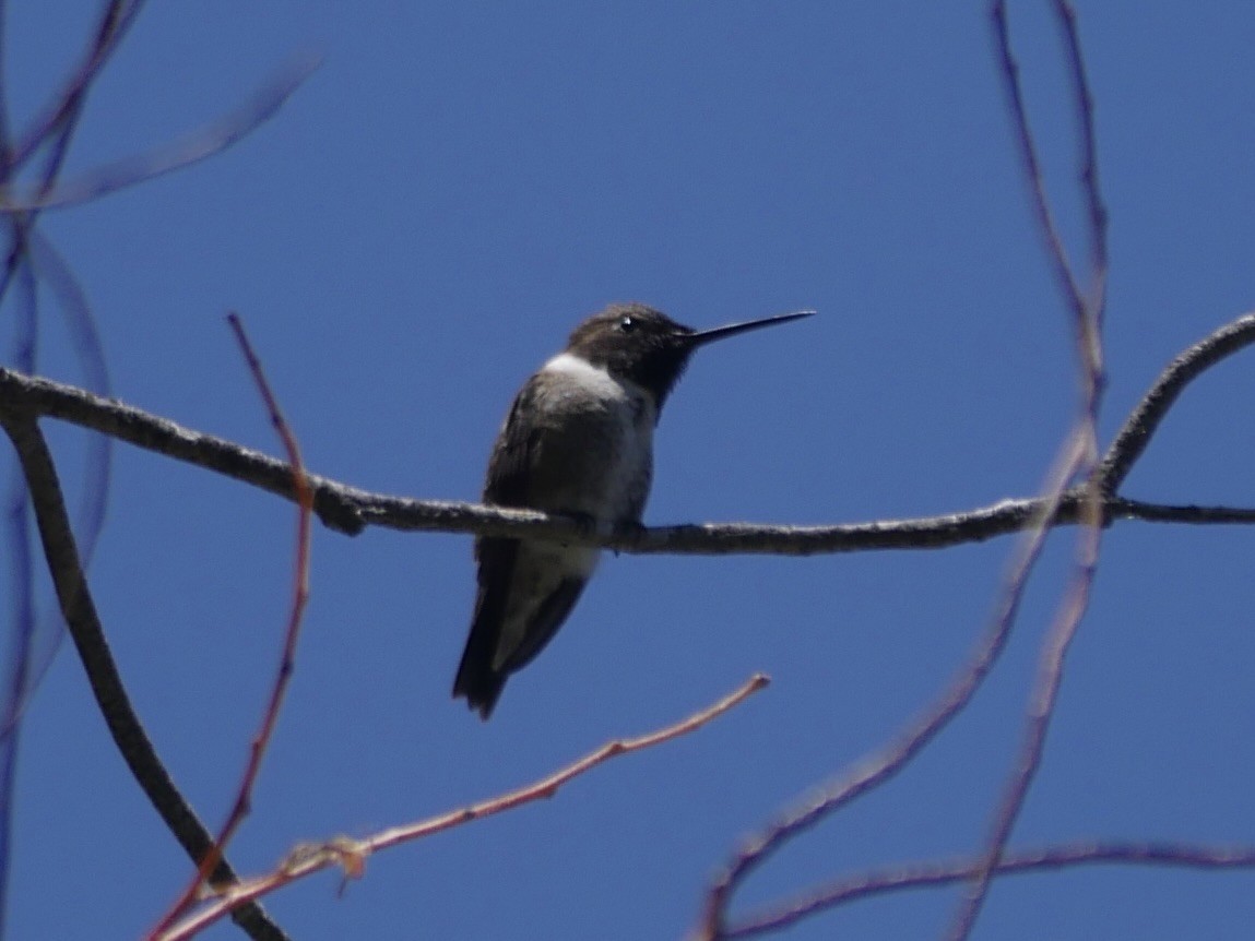 Black-chinned Hummingbird - ML621186602
