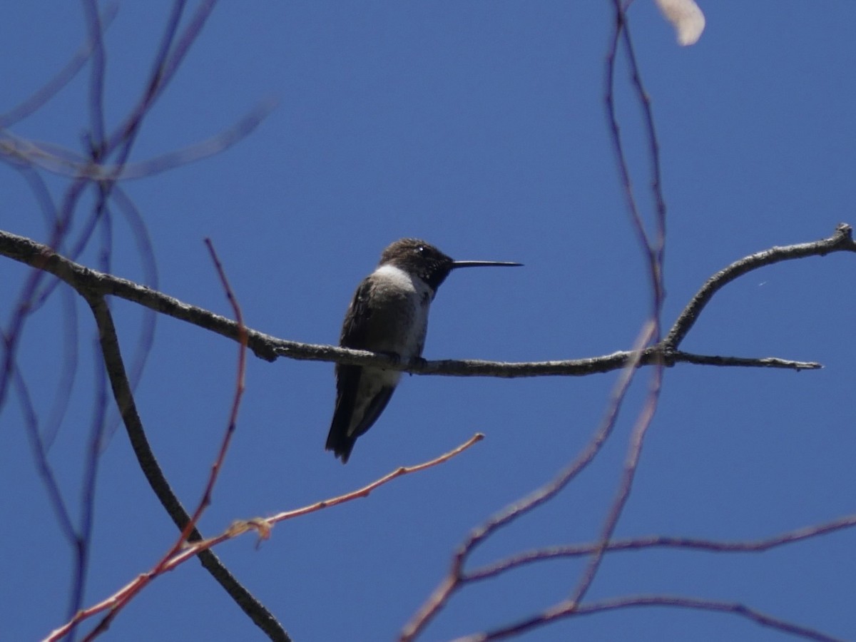 Black-chinned Hummingbird - ML621186605