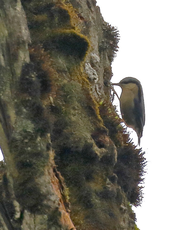 Chestnut-vented Nuthatch - Dave Curtis