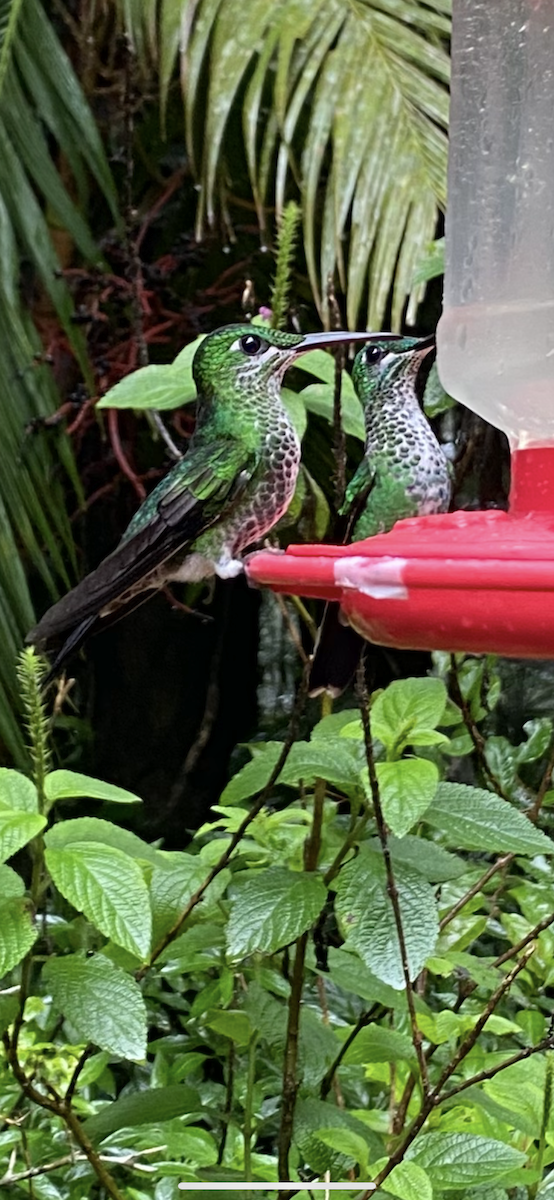 kolibřík subtropický - ML621186611