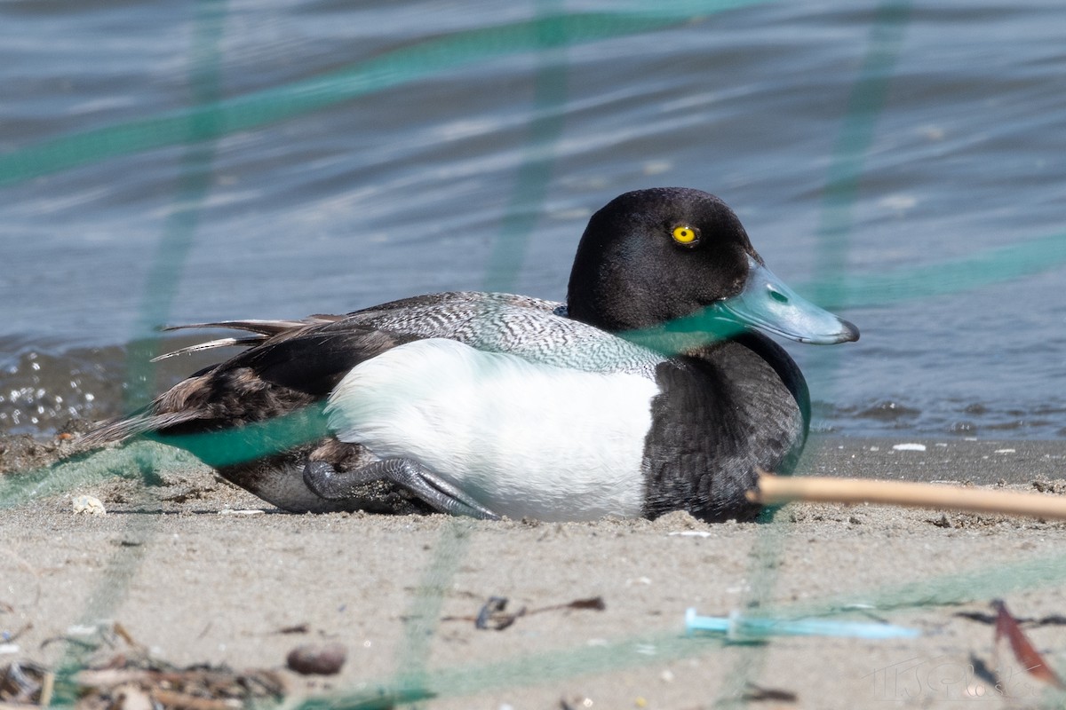 Greater Scaup - ML621186644