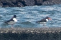 Eurasian Oystercatcher - ML621186649