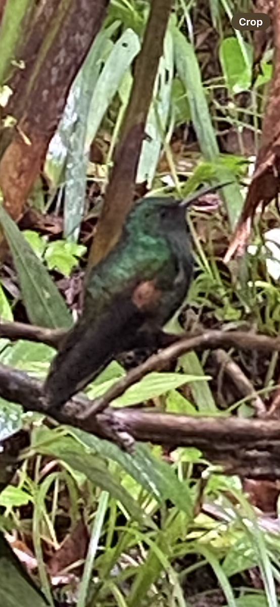 kolibřík páskoocasý - ML621186664