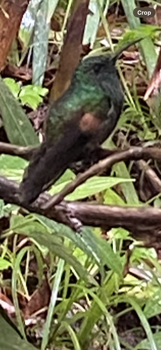 Stripe-tailed Hummingbird - ML621186665