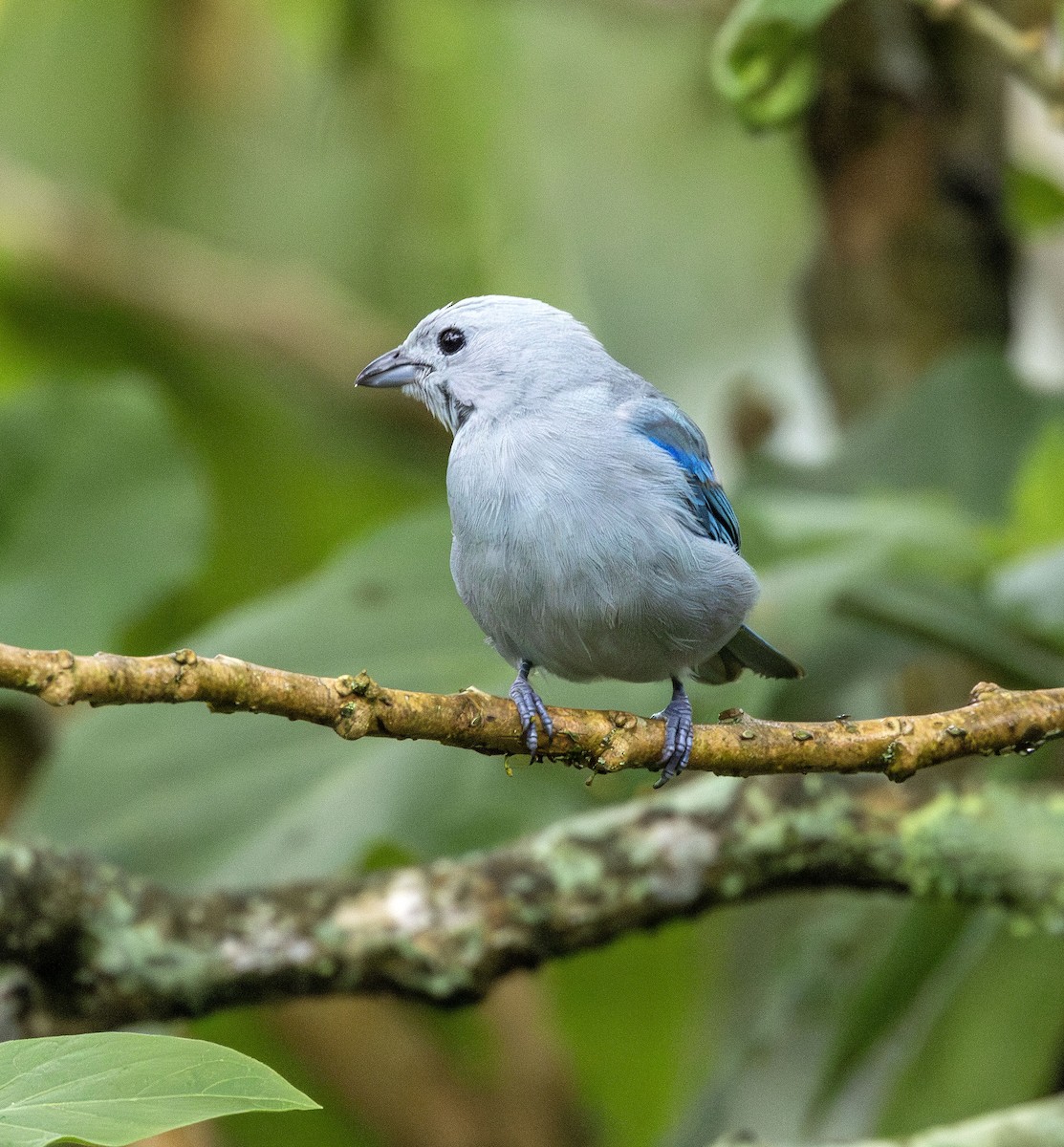 Blue-gray Tanager - ML621186667