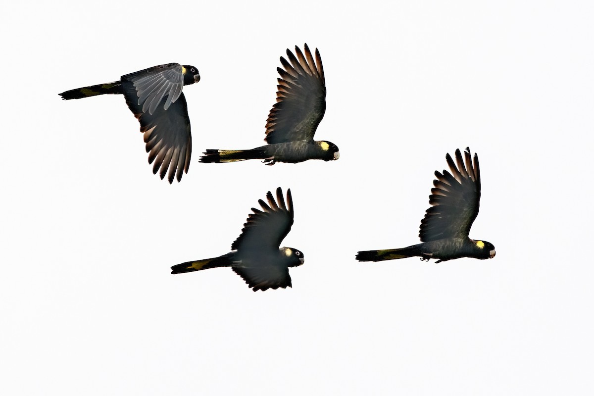Yellow-tailed Black-Cockatoo - ML621186671