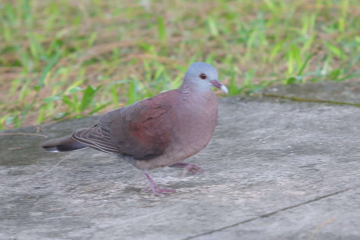 Pigeon de Madagascar - ML621186675