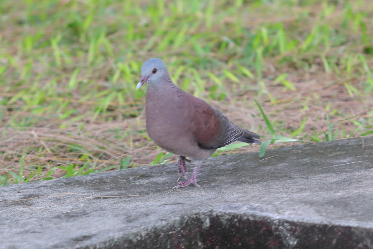 Pigeon de Madagascar - ML621186676