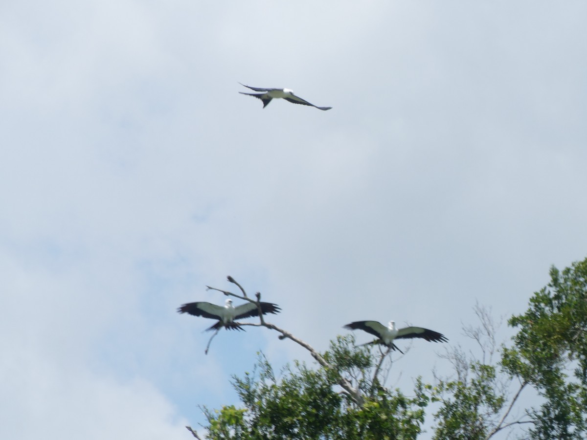 Swallow-tailed Kite - ML621186677