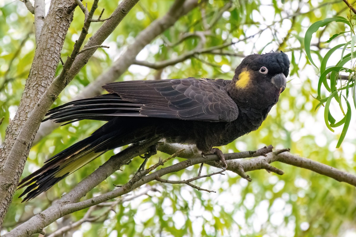 Yellow-tailed Black-Cockatoo - ML621186688