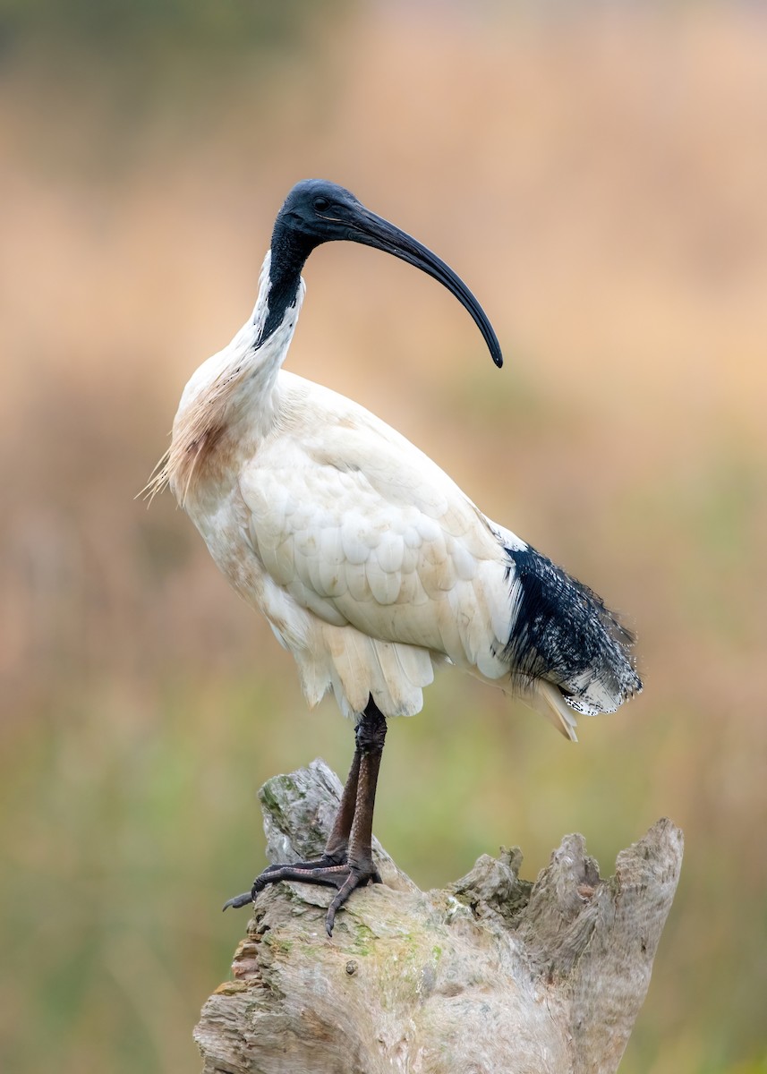 ibis australský - ML621186690