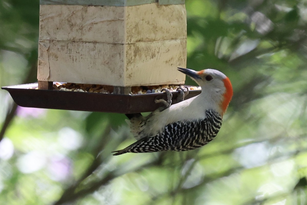 Red-bellied Woodpecker - ML621186691