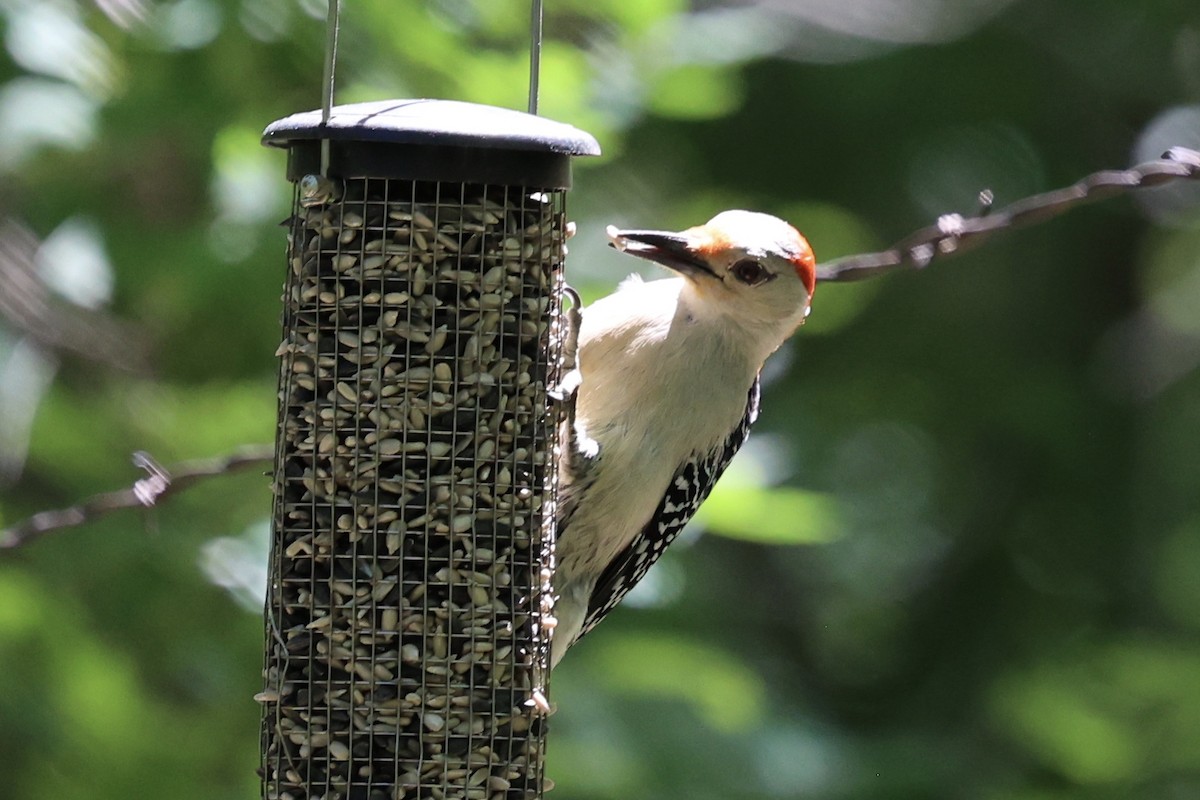 Red-bellied Woodpecker - ML621186692