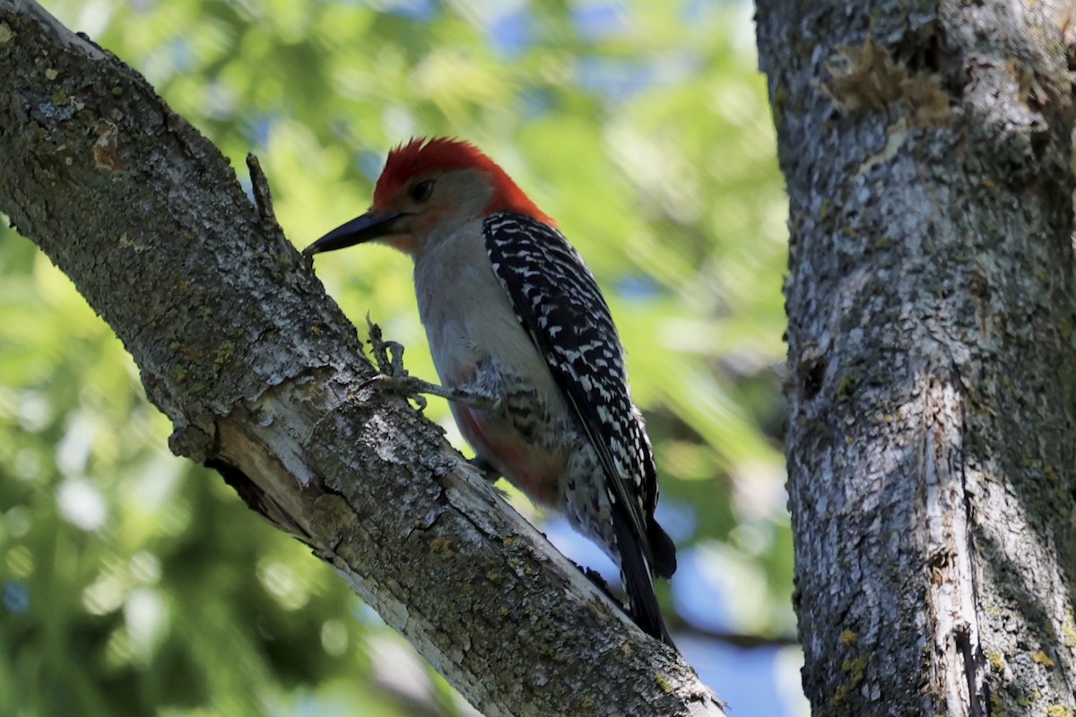 Red-bellied Woodpecker - ML621186693