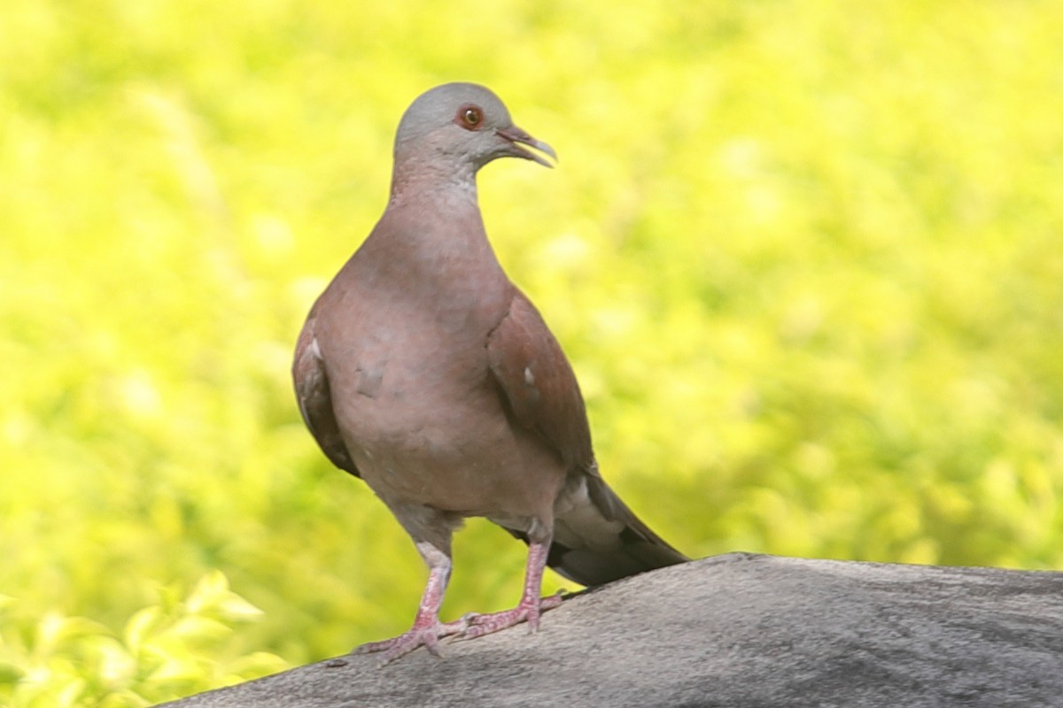 Pigeon de Madagascar - ML621186698