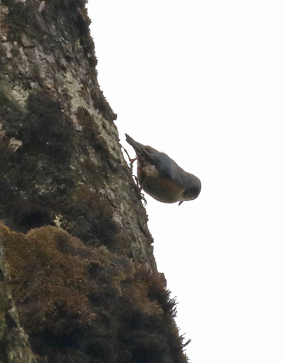 Chestnut-vented Nuthatch - ML62118671