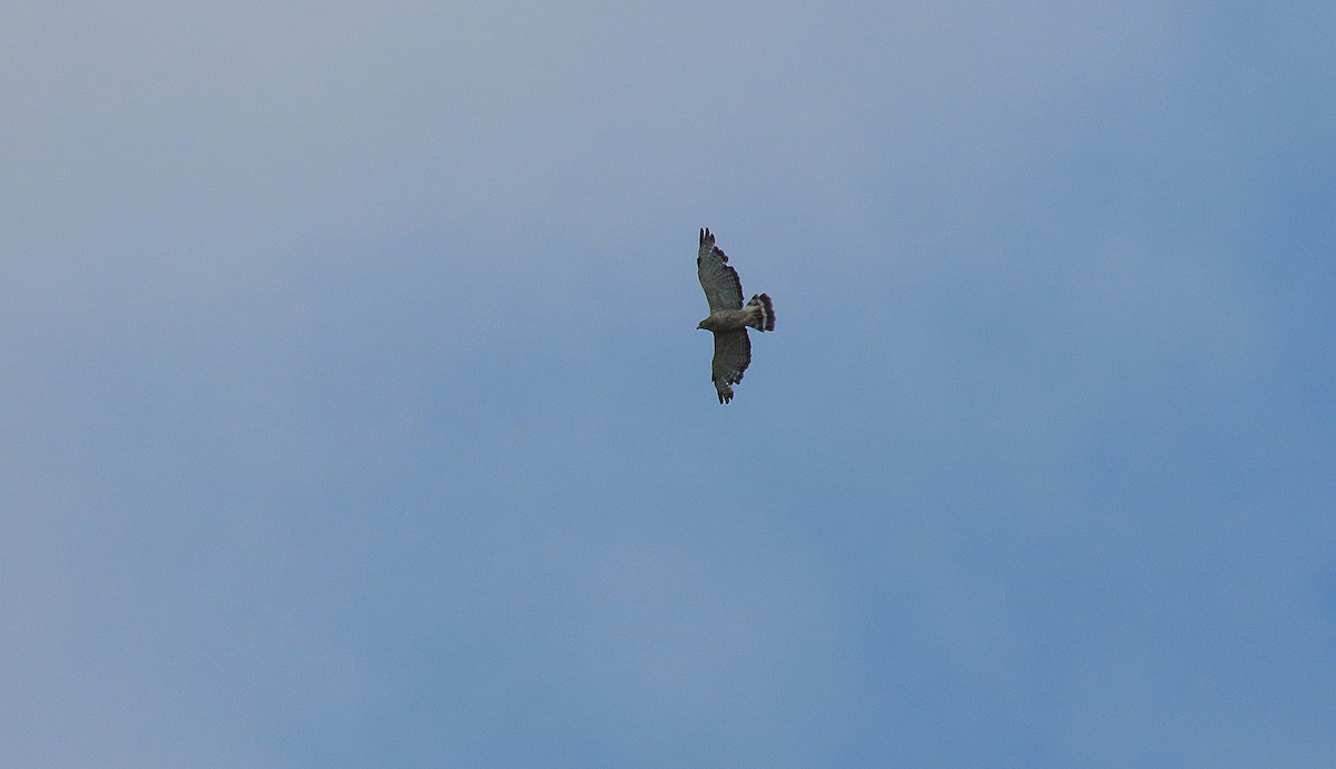 Broad-winged Hawk - ML621186726