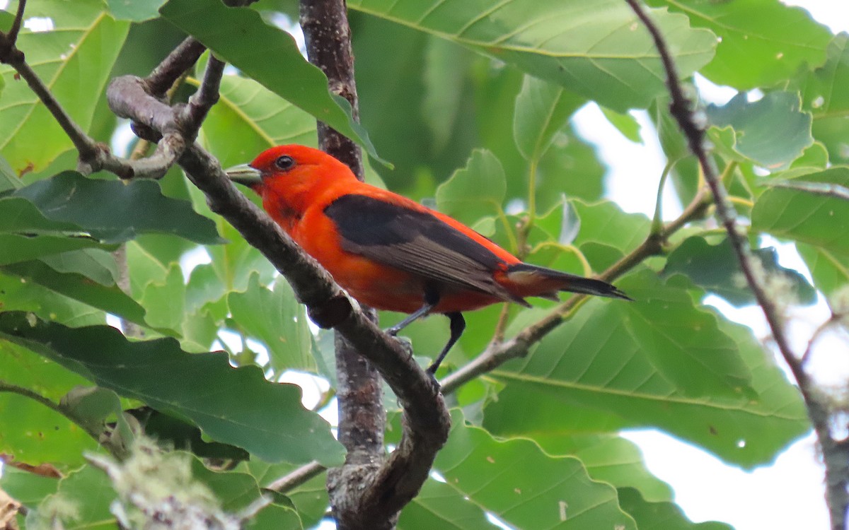 Scarlet Tanager - ML621186728