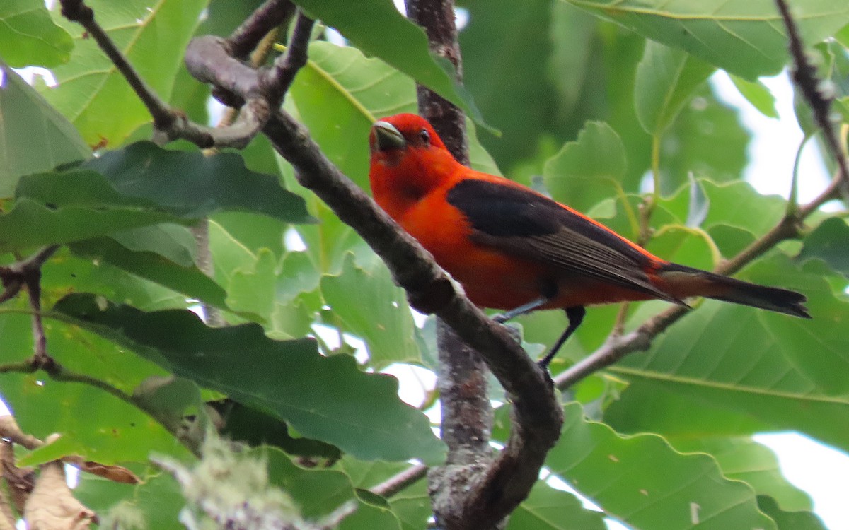 Scarlet Tanager - ML621186729