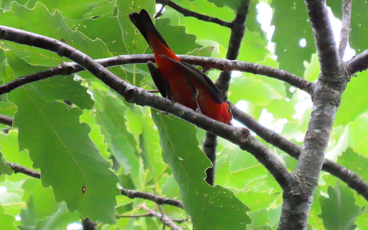 Scarlet Tanager - ML621186733