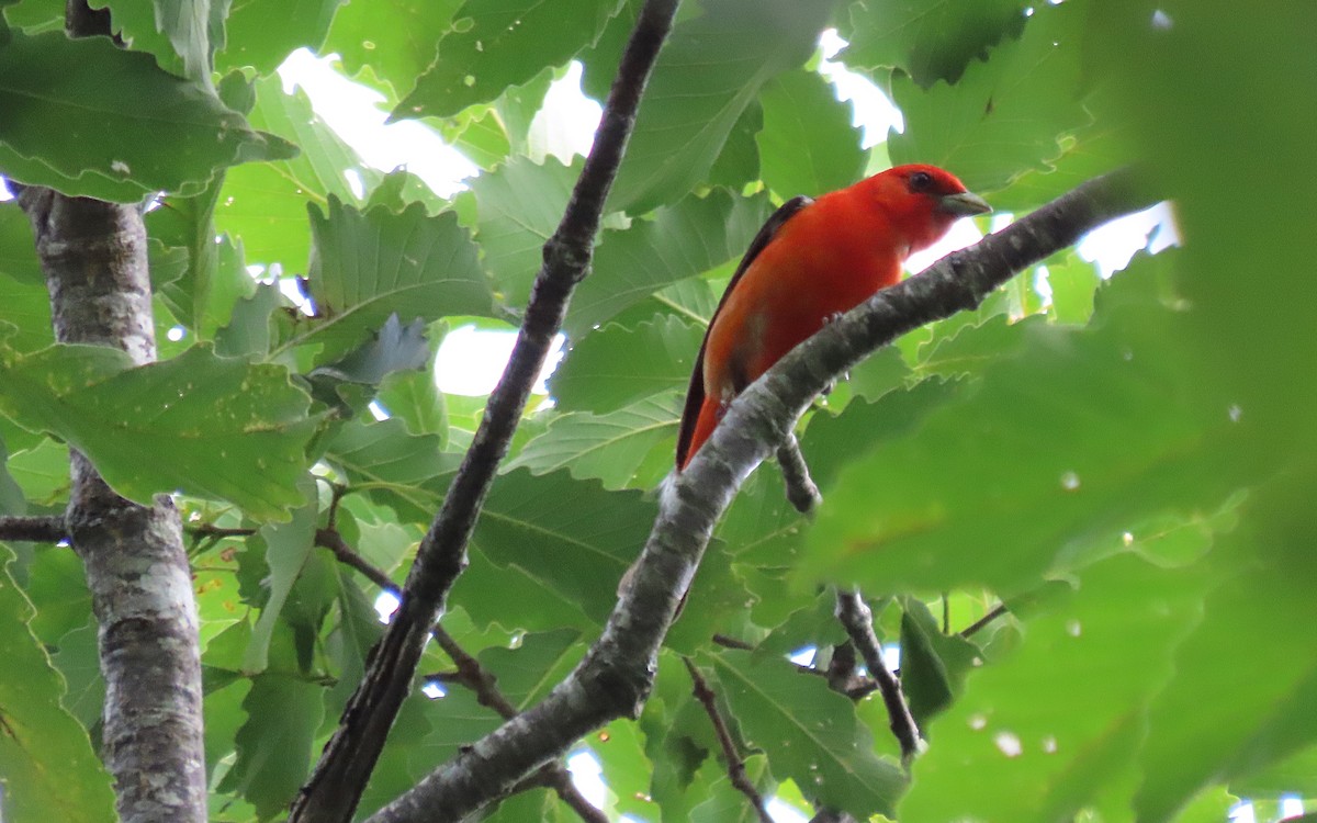 Scarlet Tanager - ML621186735