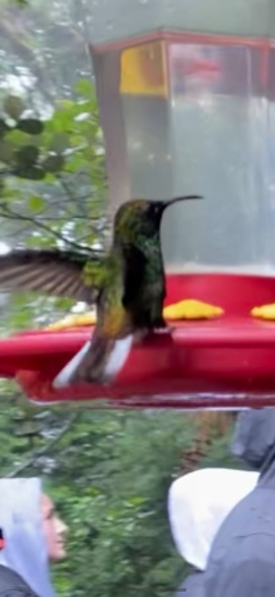 kolibřík měděnohlavý - ML621186747