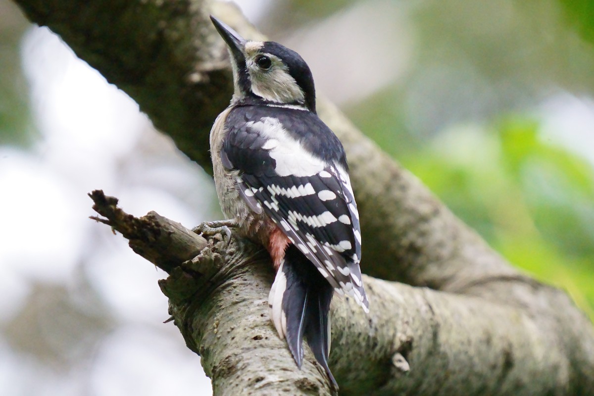 Great Spotted Woodpecker - ML621186759