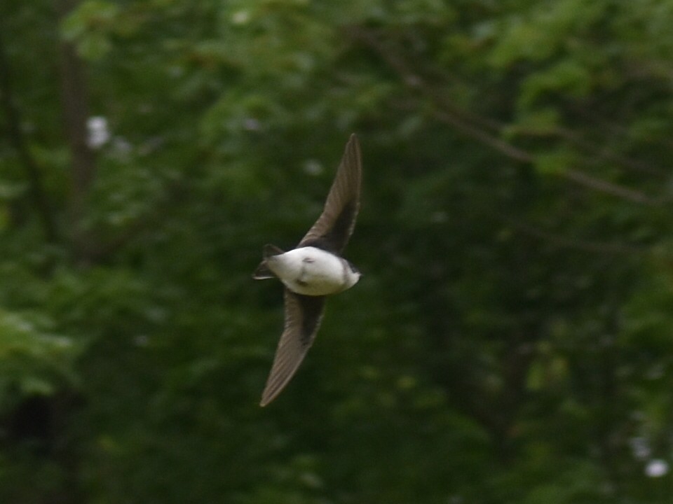 Northern Rough-winged Swallow - ML621186761