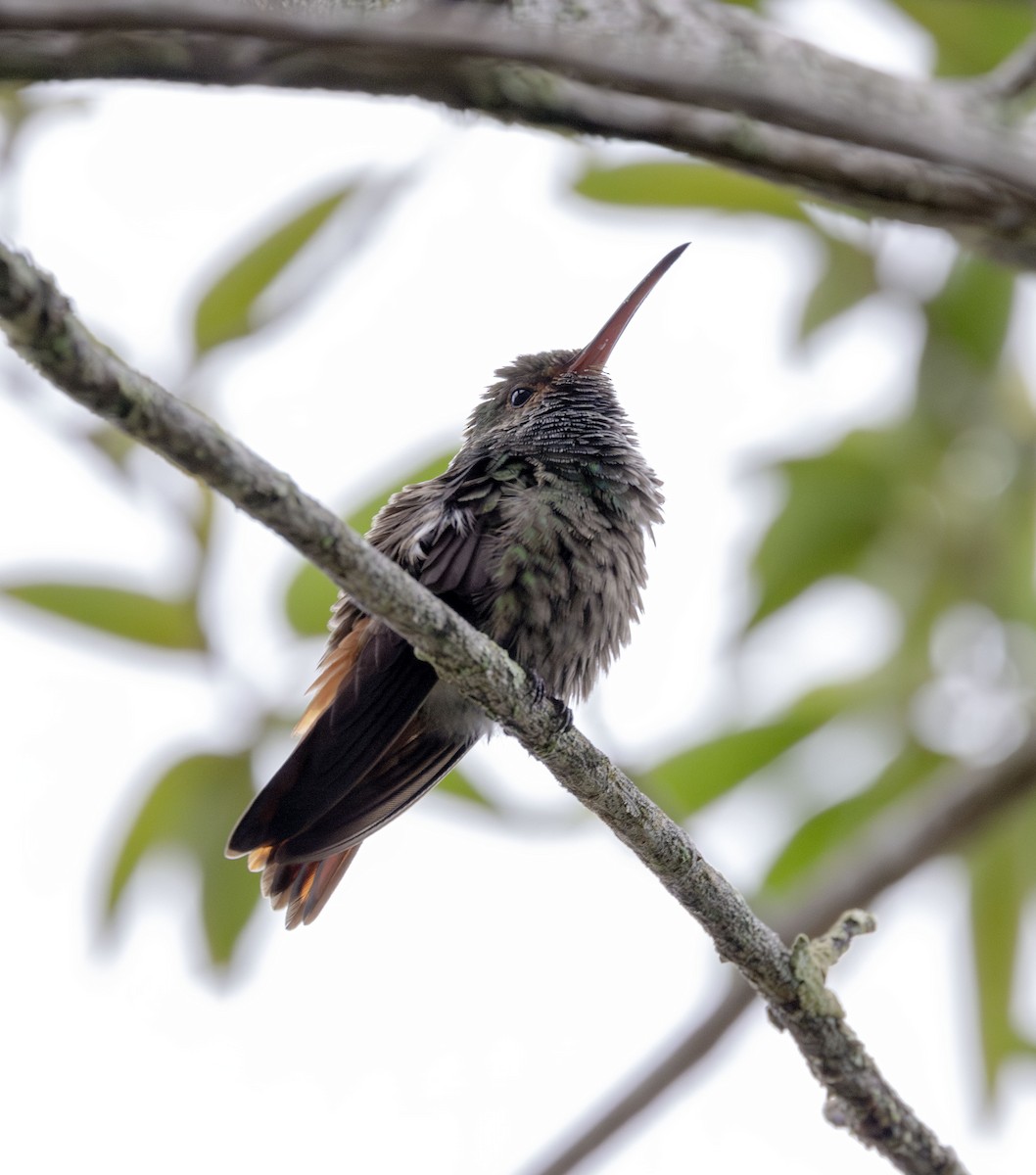 Rufous-tailed Hummingbird - ML621186793