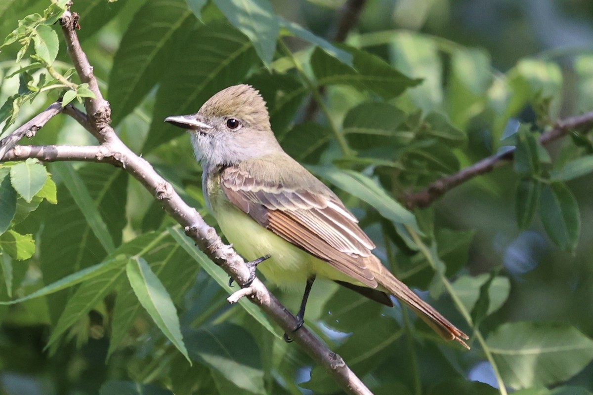 Great Crested Flycatcher - ML621186799