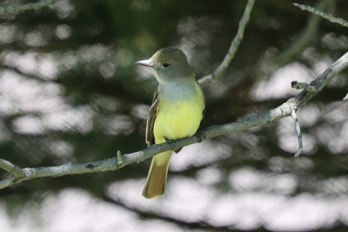 Great Crested Flycatcher - ML621186800