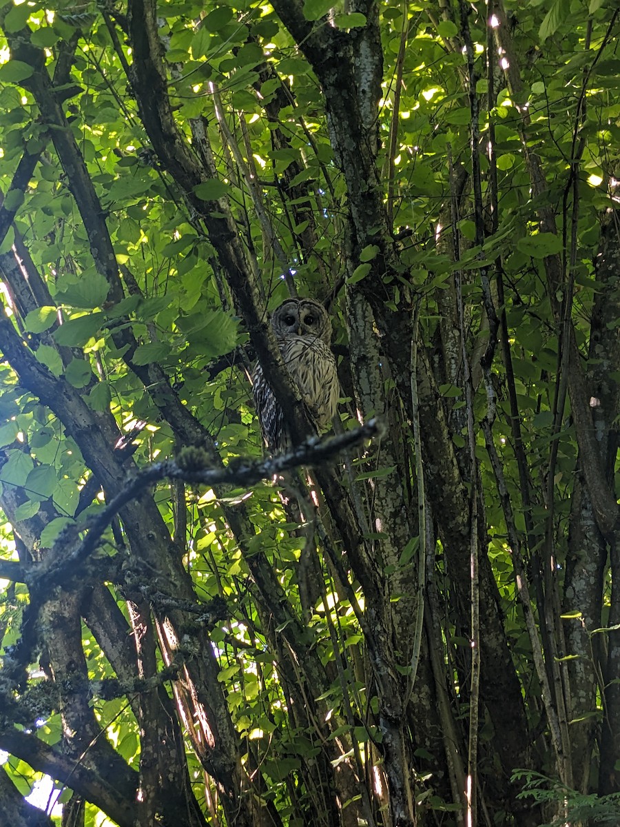 Barred Owl - ML621186811