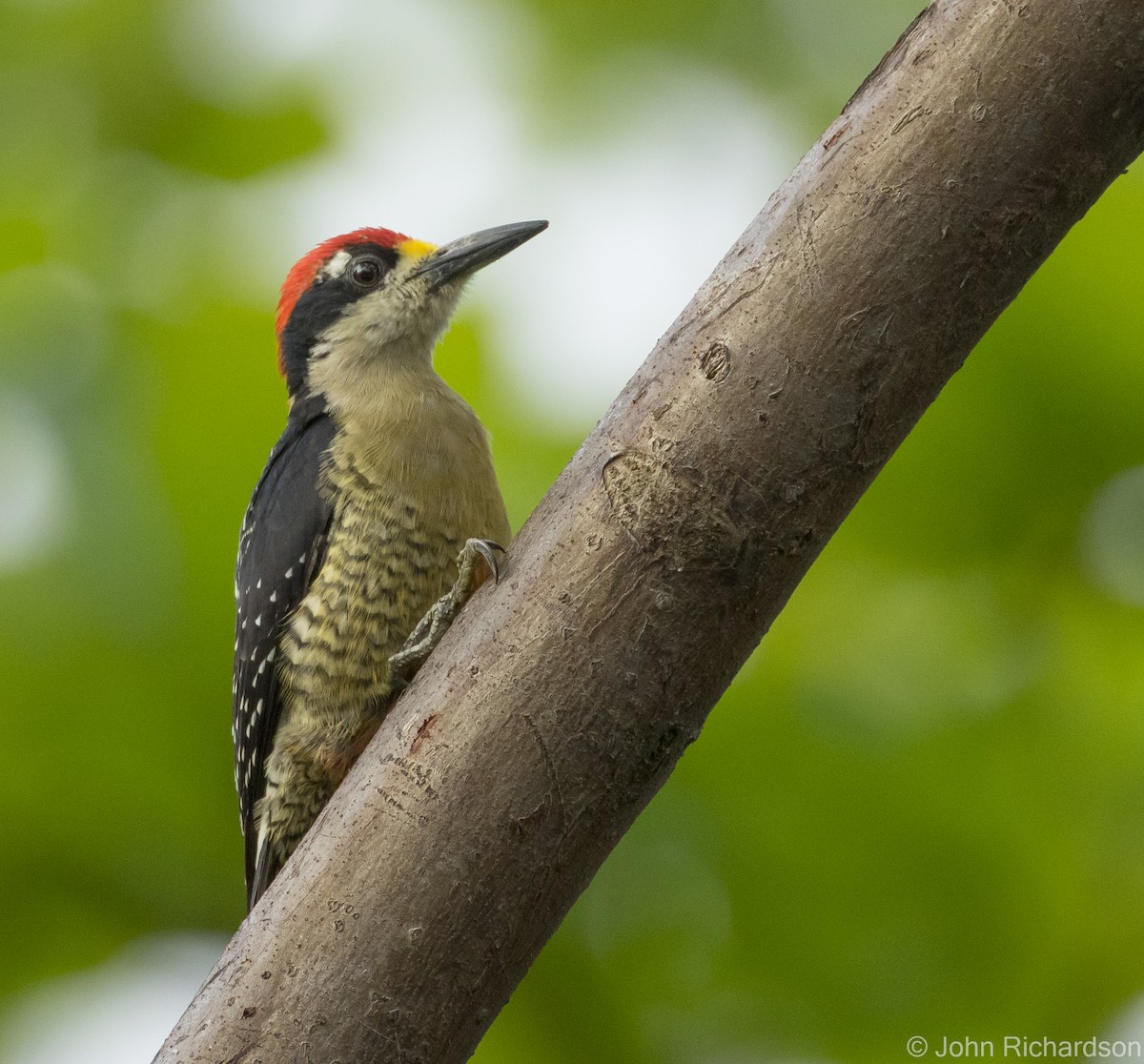 Black-cheeked Woodpecker - ML621186847