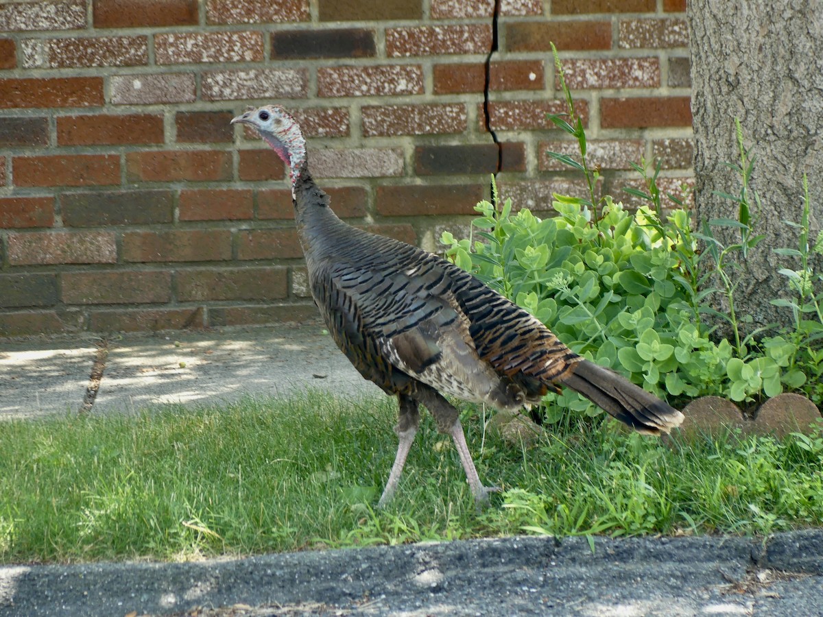 Wild Turkey - ML621186881