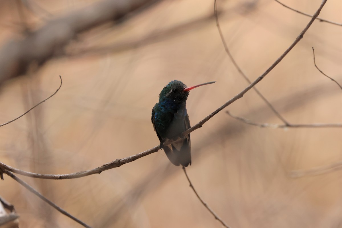 Broad-billed Hummingbird - ML621186890